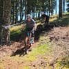 Mückä: MTB-Singletrail auf der Simonhöhe